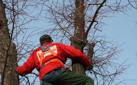 Baumpfleger mit Kletterausrüstung sägt Äste eines hohen Baumes ab.