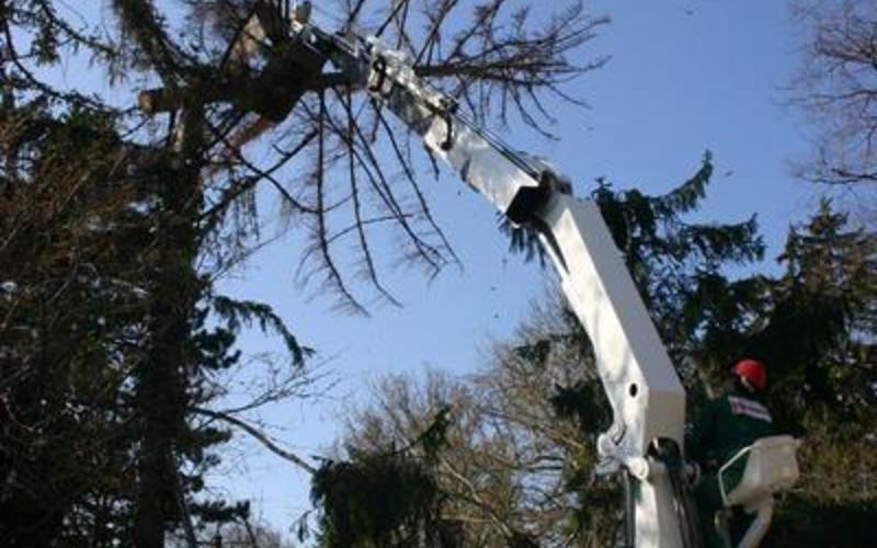 Kran mit Greifarm entfernt große Äste von einem Baum.
