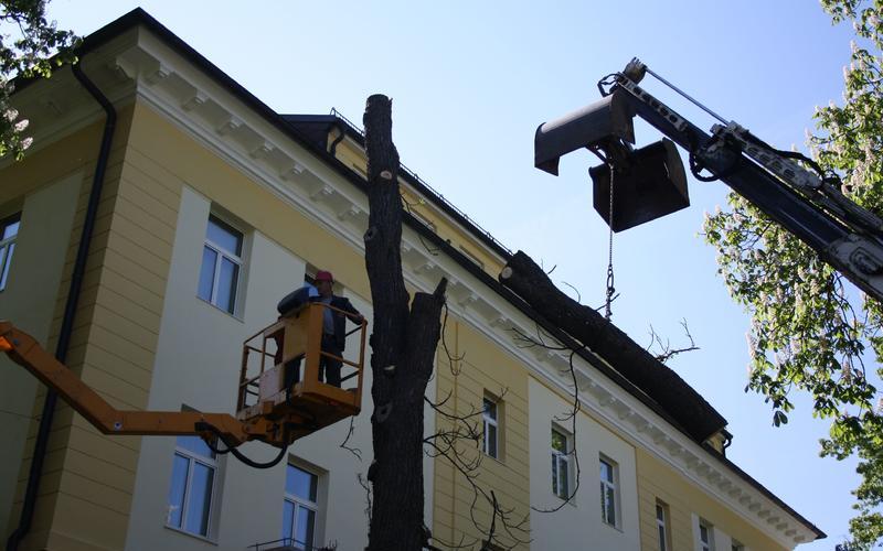 Hebebühne schneidet Äste eines hohen Baumes ab.