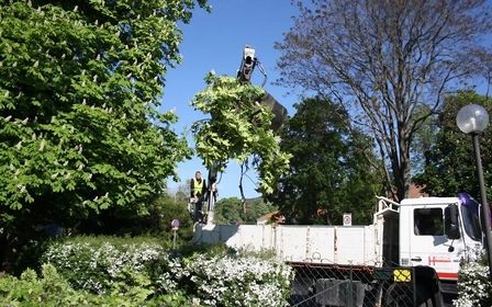Baumfällarbeiten in einem Park mit einem LKW im Hintergrund und einem Arbeiter, der Äste entfernt.