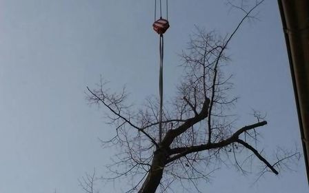 Ein großer, kahler Baum wird mit einem Kran gesichert und teilweise entfernt.