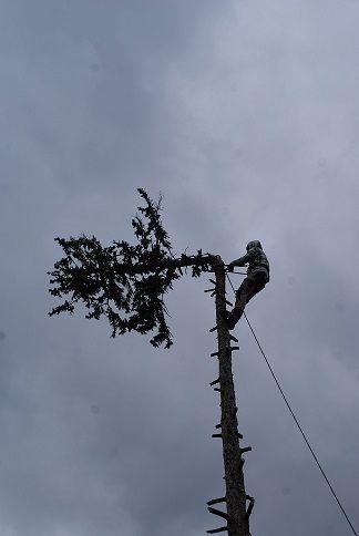 Baumpfleger mit Sicherheitsausrüstung schneidet die Spitze eines hohen Baumes ab.