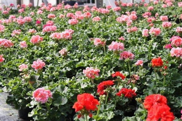 Nahaufnahme von rosa und roten Geranien.
