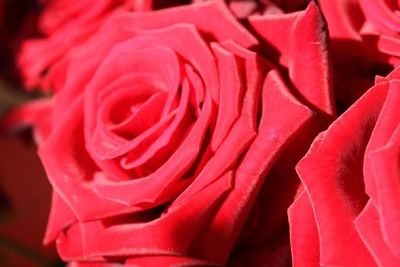 Leuchtend rote Rosen in Nahaufnahme, mit zarten Blütenblättern.