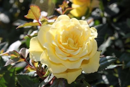 Strahlend gelbe Rose mit leicht geöffneten Blütenblättern im Sonnenlicht.