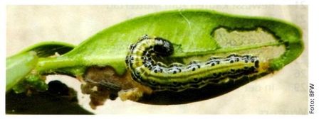 Nahaufnahme einer grünen Raupe mit schwarzen Streifen auf einem Blatt.