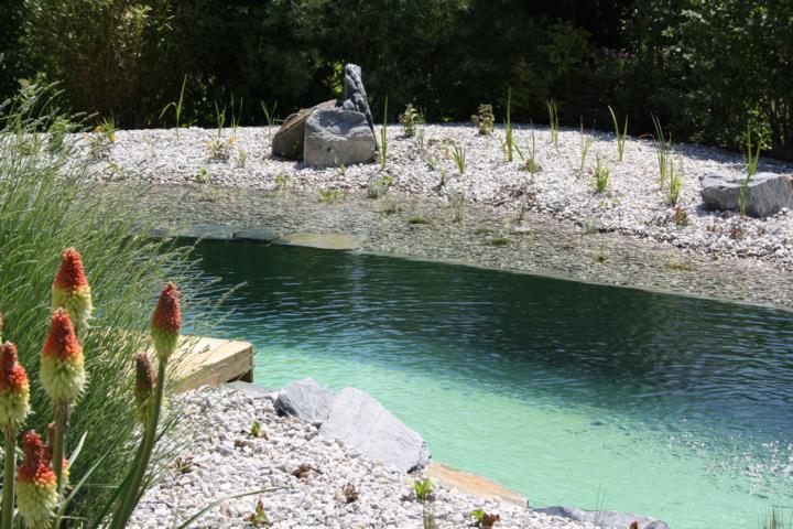Schwimmteich mit gepflegter Rasenfläche und bepflanzten Uferzonen.