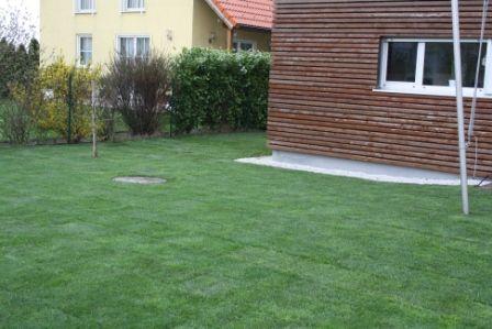 Frisch verlegter, gepflegter Rasen vor einem modernen Holzhaus.